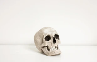 Stock image of skull.   Lipowski Milan/Shutterstock.