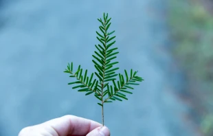 Hand holding small pine branch.   Jennifer Gauld/Shutterstock