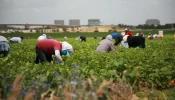 Farm workers.