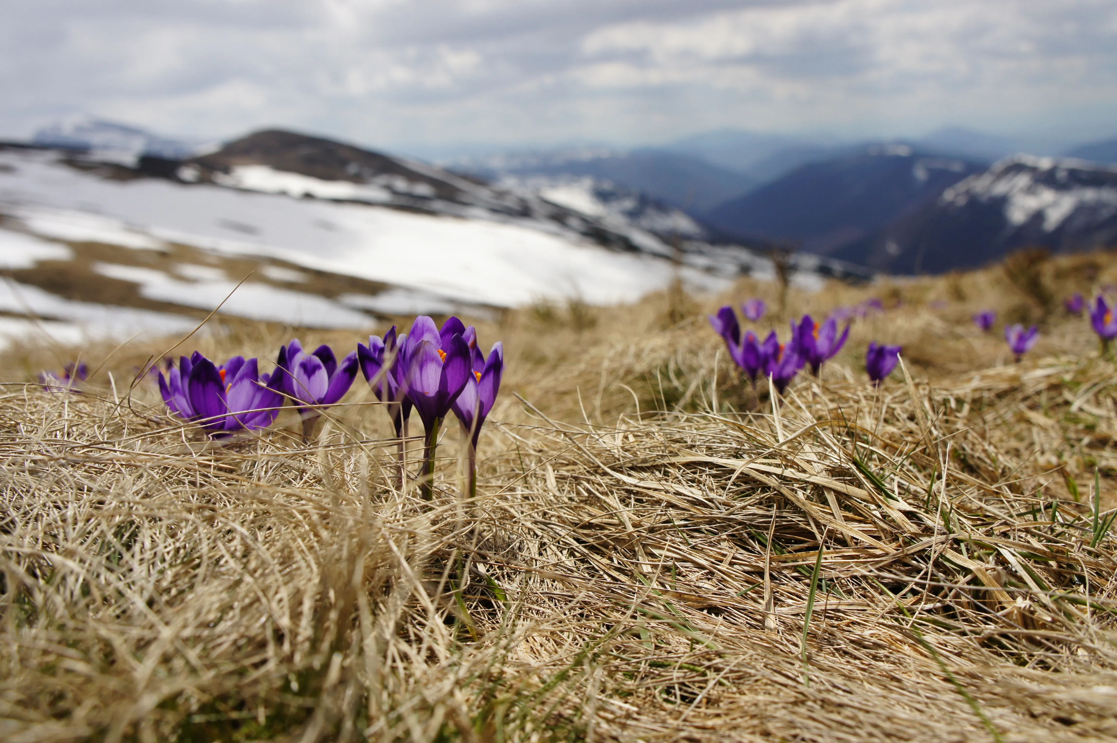 Let Lent bring a spiritual Spring - By Russell Shaw