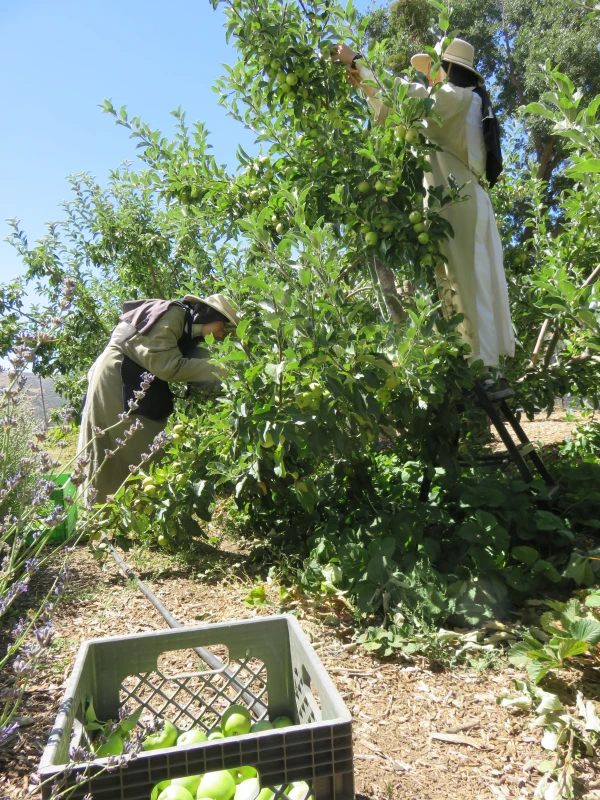 Two Norbertine sisters tend to the apple orchards in 2024. Part of the Norbertine tradition is to be self-sustainable through labor in addition to a deep commitment to prayer. Credit: Photo courtesy of the Norbertine Canonesses