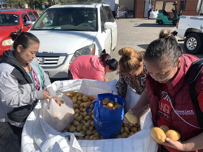 Local residents collect potatoes from Catholic Charities of the Texas Panhandle on May 17, 2024.?w=200&h=150