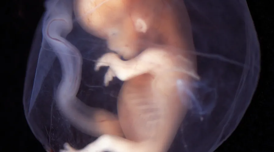 baby in the womb at 9 weeks
