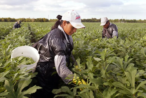 Mexican laborers pick okra on May 7, 2004, in Homestead, Florida. Credit: Joe Raedle/Getty Images