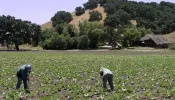 Farm laborers tend to squash in a field on the outskirts of the central Californian town of Solvang on June 12, 2005.