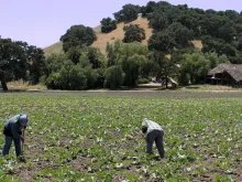 Farm laborers tend to squash in a field on the outskirts of the central Californian town of Solvang on June 12, 2005.