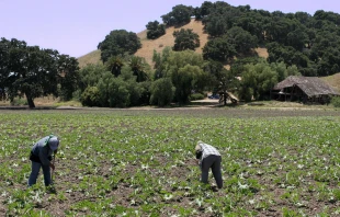 Farm laborers tend to squash in a field on the outskirts of the central Californian town of Solvang on June 12, 2005. Credit: NICHOLAS KAMM/AFP via Getty Images