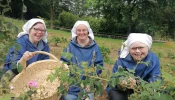 The Little Sisters, Disciples of the Lamb, at their garden of Damascus roses. The roses are used for aroma in skin care and cosmetic products.