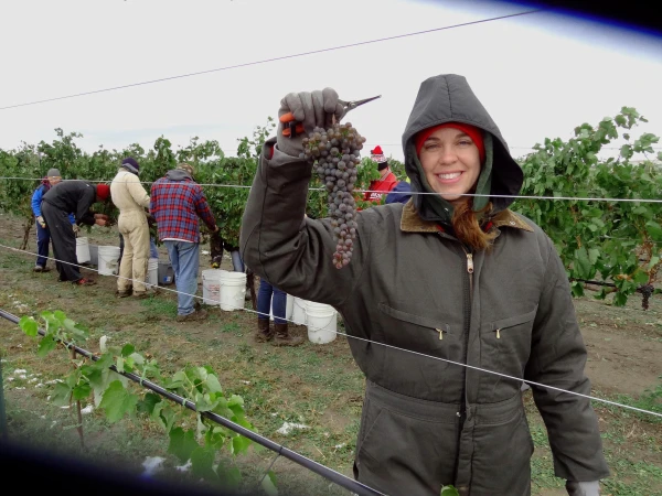 Michelle Duppong picks grapes at a vineyard. Credit: FOCUS Catholic