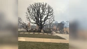 A large sycamore tree and a chimney are seen at the remains of the home of parishioners from St. Monica Catholic Church in Santa Monica, California, on Wednesday, Jan. 8, 2025.