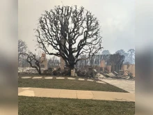 A large sycamore tree and a chimney are seen at the remains of the home of parishioners from St. Monica Catholic Church in Santa Monica, California, on Wednesday, Jan. 8, 2025.