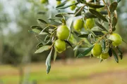 olive tree