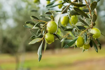 olive tree