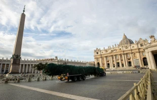 Despite an online petition posted to change.org in mid-October that garnered over 53,000 signatures in protest of the evergreen to be used for the Vatican Christmas tree being chopped down, the tree arrived as scheduled in St. Peter’s Square at 7 a.m. on Nov. 21, 2024. Credit: Daniel Ibañez/CNA