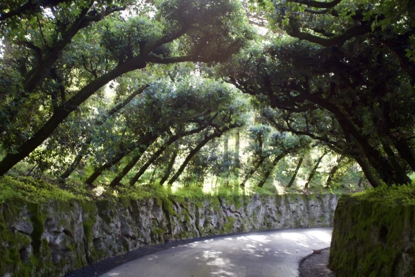 The Vatican Gardens at Castel Gandolfo have long been a place of tranquility. Credit: Courtney Mares/CNA